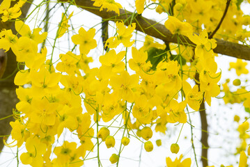Golden shower tree blossoms in full bloom, showcasing bright yellow petals cascading from branches against a soft daylight sky.