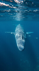 Blue whale underwater scene