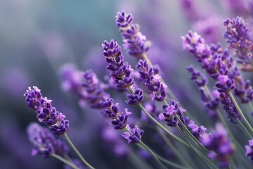 Fototapeta premium Purple Lavender Flowers Close Up