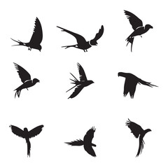 group parrot vector  image