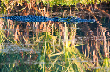 Salt water crocodile in Boomerang lagoon on the Mary river, Northern Territory, Australia.