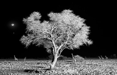 Etosha National Park Namibia, Africa ,giraffe leaving a waterhole at night.