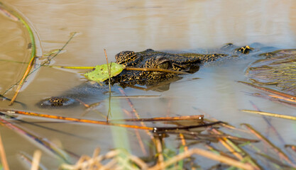 Salt water crocodile in Boomerang lagoon on the Mary river, Northern Territory, Australia.