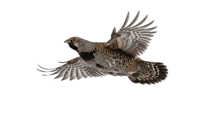 A Ruffled Grouse in MidFlight Displaying Detailed Wing Feathers