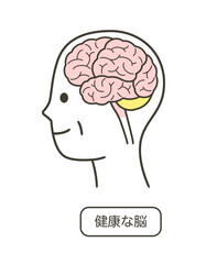 健康な高齢者の脳の部分の分かりやすいイラスト
