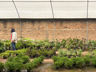 Gardener in nursery, watering plants. Concept gardener in nursery. Horizontal photograph.