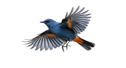 Blue Rock Thrush in Flight with Orange Accents and Extended Wings
