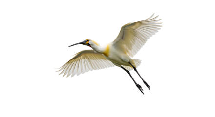 Elegant White Spoonbill in Flight Against a Clean Background