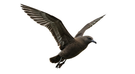 Dark Brown Seabird in Flight Against a White Background