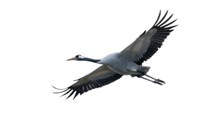 Majestic Crane in Flight with Extended Wings and Detailed Feathers
