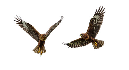 Obraz premium Two Soaring Red Kites in Flight Against a Pure White Background