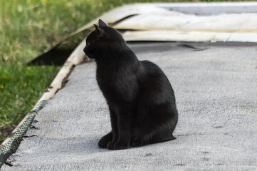 Black cat sitting on the edge of the road. The cat is not looking at the camera.