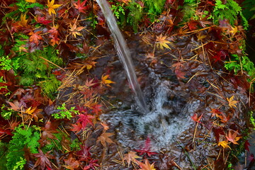 由志園　紅葉　島根　秋