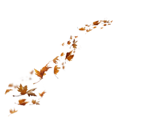 leaf leaves isolated autumn winter season background falling fall platanus tree wid air w