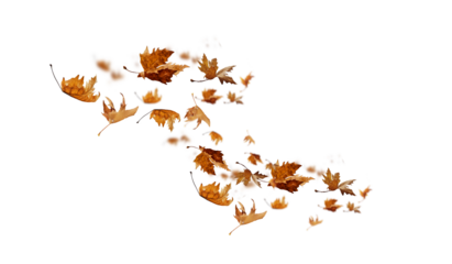 leaf leaves isolated autumn winter season background falling fall platanus tree wid air w