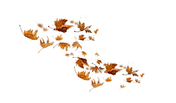 leaf leaves isolated autumn winter season background falling fall platanus tree wid air w