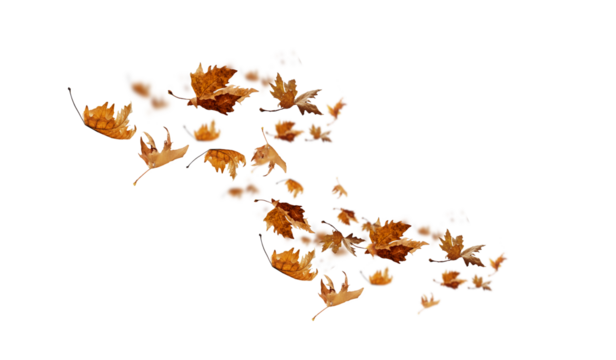 leaf leaves isolated autumn winter season background falling fall platanus tree wid air w