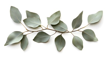 Obraz premium Eucalyptus leaves framed against a white background, in a minimalist style with soft tones. The design features a large space at the top of the screen for text or a title,