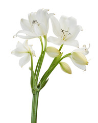 Crinum moorei flowers, Natal Lily, White Lily isolated on white background   