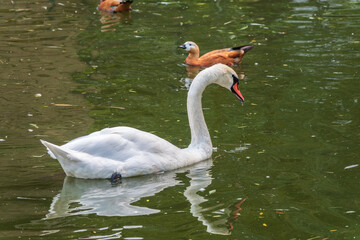 A graceful white swan swimming on a lake with dark water. The white swan is reflected in the water