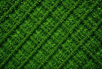 Aerial View of Lush Green Agricultural Field, Rows of Crops, Texture Background