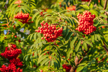 Obraz premium Autumn bright red rowan berries with leaves