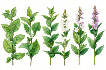 Fototapeta premium A detailed illustration of common garden weeds isolated for identification and management