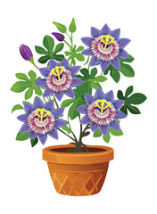 Potted Passion Flower - Blue, Purple