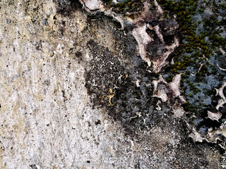 Detailed abstract image of weathered concrete with lichen and moss textures for creative backgrounds