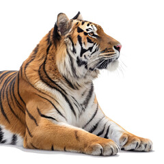Obraz premium A full-body Bengal tiger lying down with its head raised, displaying detailed fur patterns and a relaxed expression.