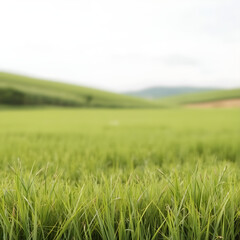 Obraz premium green field and blue sky