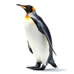 Naklejka premium A full-body emperor penguin standing upright with a clean, smooth appearance and detailed feathers.