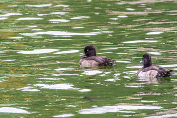 Male tufted duck, Aythya fuligula, swim in the pond