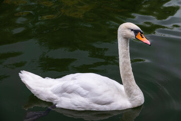 A graceful white swan swimming on a lake with dark water. The white swan is reflected in the water