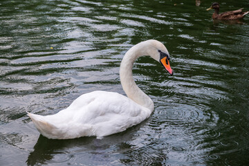 A graceful white swan swimming on a lake with dark water. The white swan is reflected in the water