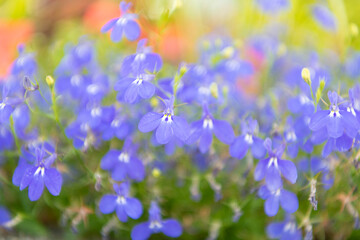 Flowering lobelia in macro, selective focus. Outdoor flowering plant. Blue lobelia flower. Natural flower plant. Blooming blue flower background. Floral lobelia blue background. Lobelia flower