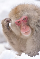 snow monkey ,japan