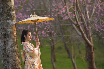 Cherry blossom trees in the spring