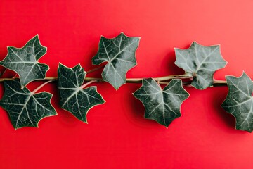 Ivy branch on red