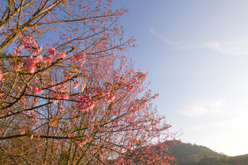 Cherry blossom tree branch