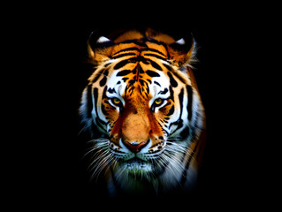Fototapeta premium Striped Bengal tiger on black, a dangerous wildcat predator with piercing eyes