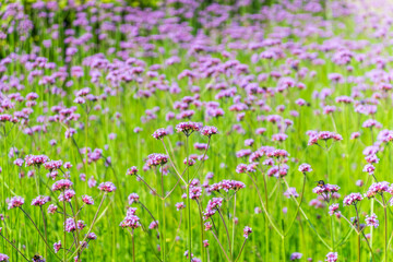 Obraz premium Verbena bonariensis flowers, Argentinian Vervain or Purpletop Vervain, Clustertop Vervain, Tall Verbena, Pretty Verbena, in garden