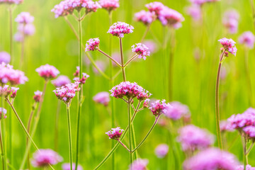 Fototapeta premium Verbena bonariensis flowers, Argentinian Vervain or Purpletop Vervain, Clustertop Vervain, Tall Verbena, Pretty Verbena, in garden
