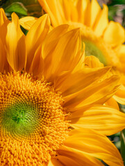 Fresh sunflower under with the sunlight