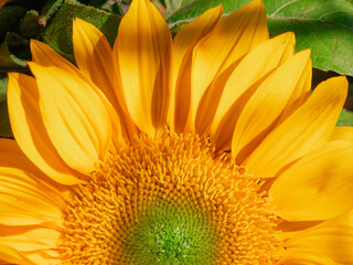 Fresh sunflower under with the sunlight