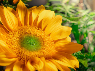 Fresh sunflower under with the sunlight