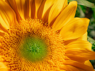 Fresh sunflower under with the sunlight