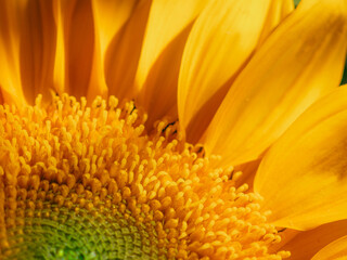 Fresh sunflower under with the sunlight
