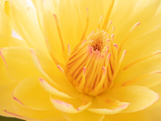 Fresh yellow color water lily