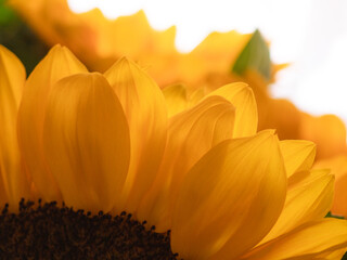 Fresh sunflower under with the sunlight
